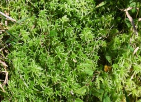 거금도서 확인된 물이끼