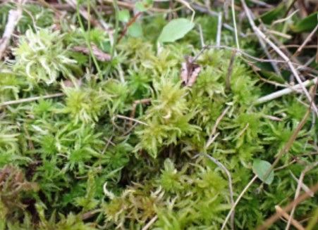 압해도서 확인된 비틀이물이끼