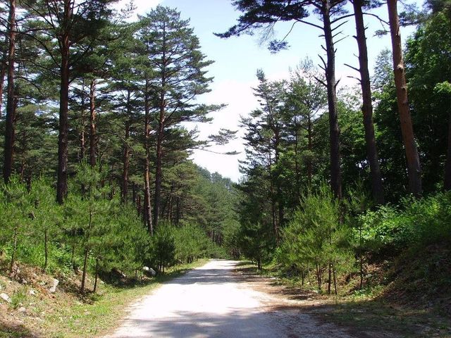 경북 영주 임도 