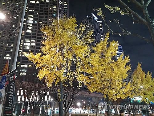 도심 가로수 은행나무