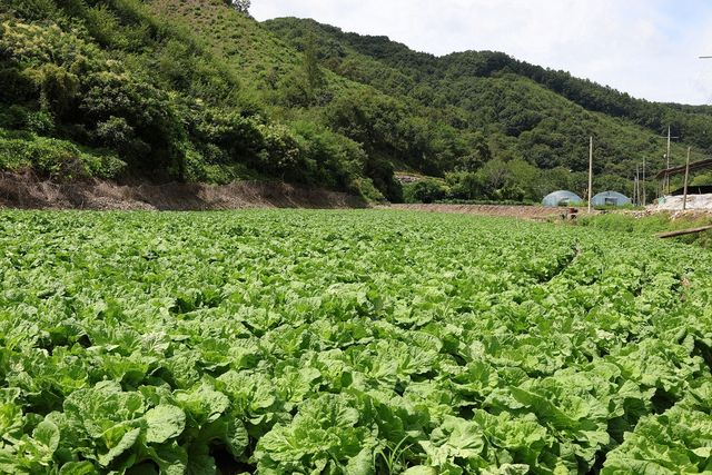 CJ제일제당 시범재배지