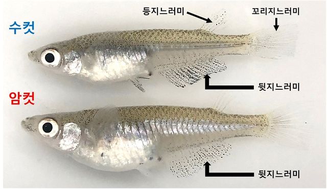 송사리. [국립생물자원관 제공. 재판매 및 DB 금지]
