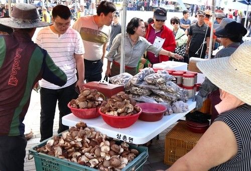 상촌 버섯 장터