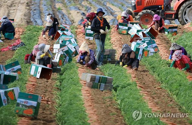 가뭄과 폭염 이겨낸 당근 수확