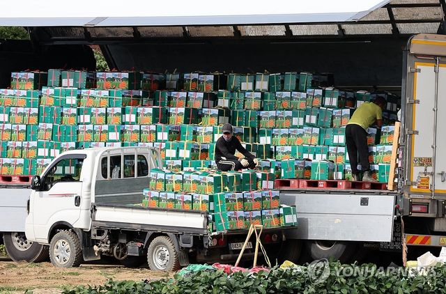 가을이 성큼…바빠진 농민 손길