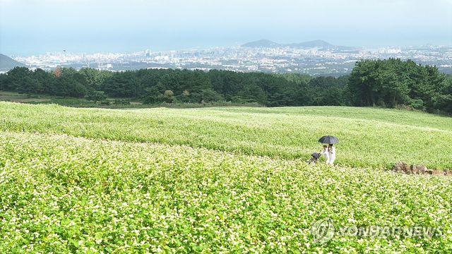 제주는 다시 메밀꽃 필 무렵