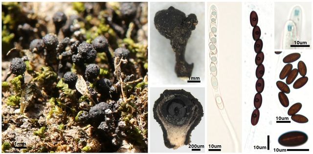 광릉콩꼬투리버섯 