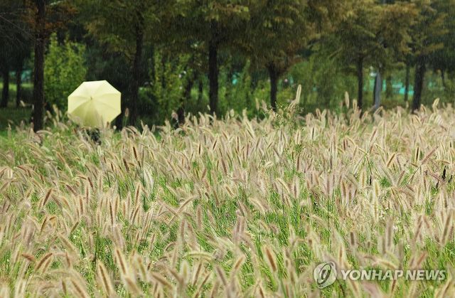 가을 재촉하는 비