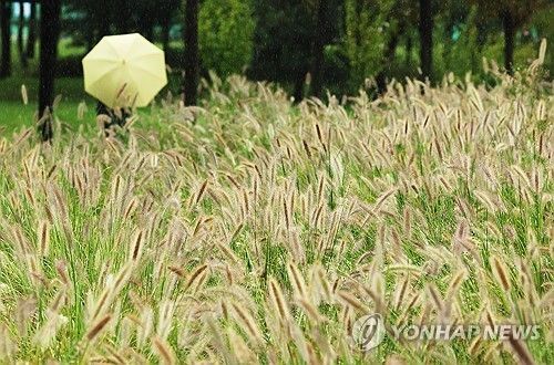 가을 재촉하는 비