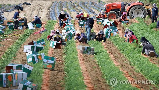 가뭄과 폭염 이겨낸 당근 수확