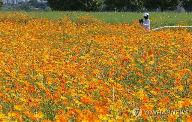 추분 앞두고 활짝 핀 가을 코스모스