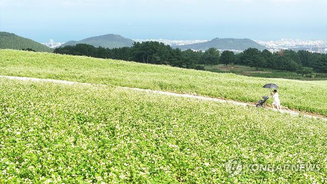 제주는 다시 메밀꽃 필 무렵