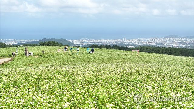 제주는 다시 메밀꽃 필 무렵