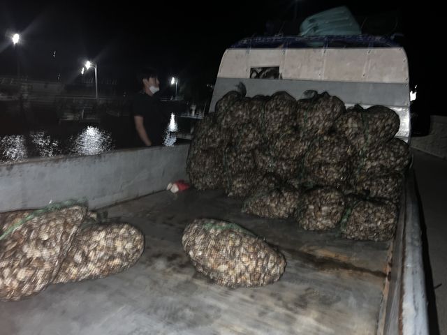 불법 바지락 채취