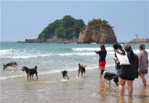 "반려동물 동반 여행은 태안으로"