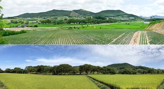 '고창 하고리 삼태마을숲'