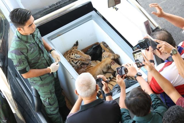 말레이시아, '국가상징' 호랑이 사체 소지 3명에 징역 7년