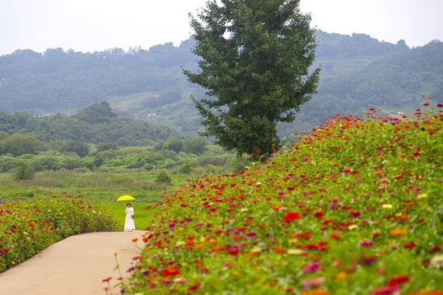 연천 임진강댑싸리정원