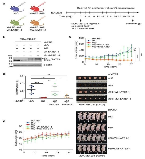 유방암 종양 발생에 필수적인 ATE1 활성