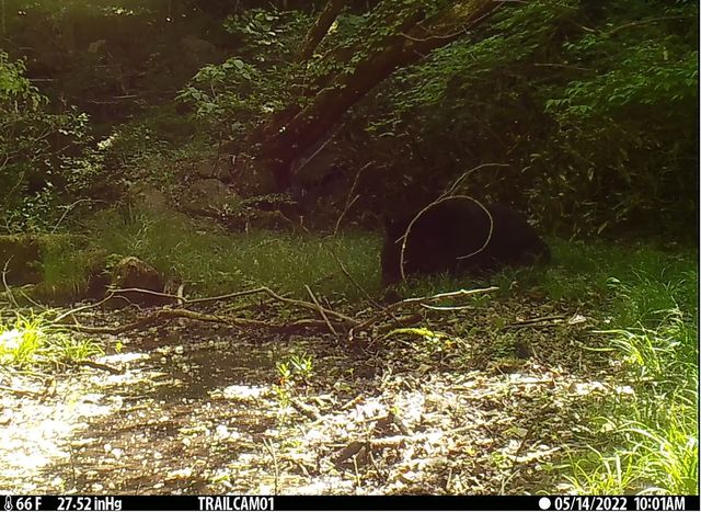 풀씨를 먹는 반달가슴곰. [국립공원공단 제공. 재판매 및 DB 금지]