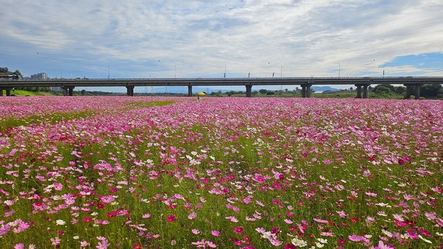 영산강 코스모스