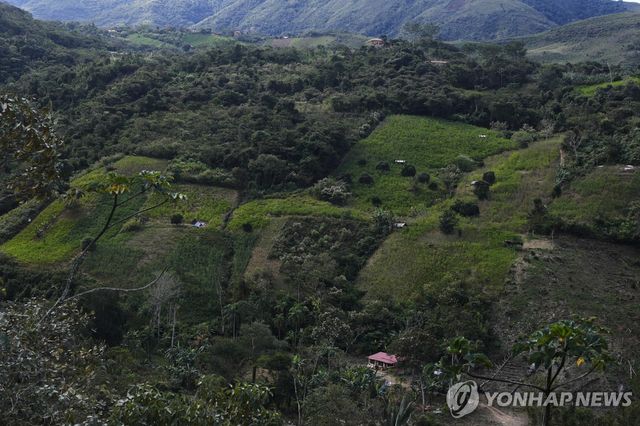 지난달 3일 촬영된 볼리비아 로스융가스 일대 코카 경작지