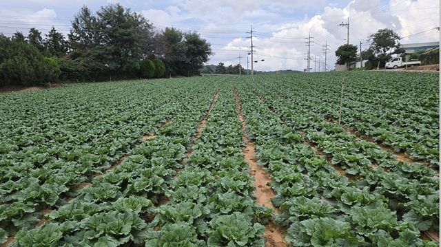 무럭무럭 자라는 가을 배추 