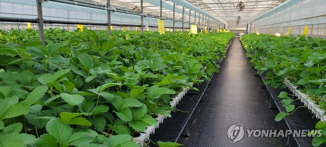 딸기 묘종 '원원묘'