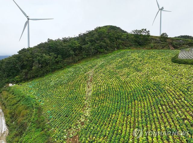 극심 가뭄에 누렇게 변한 강릉 고랭지 배추밭