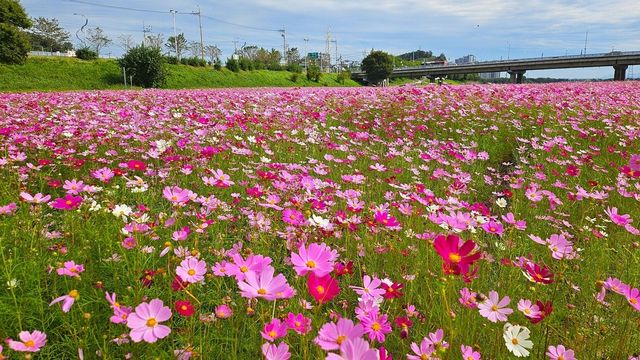 활짝 핀 코스모스