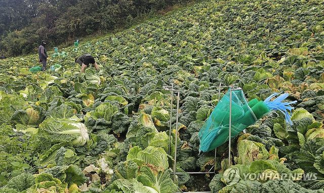 강릉 안반데기 배추 수확…극심 가뭄에 작황 엉망