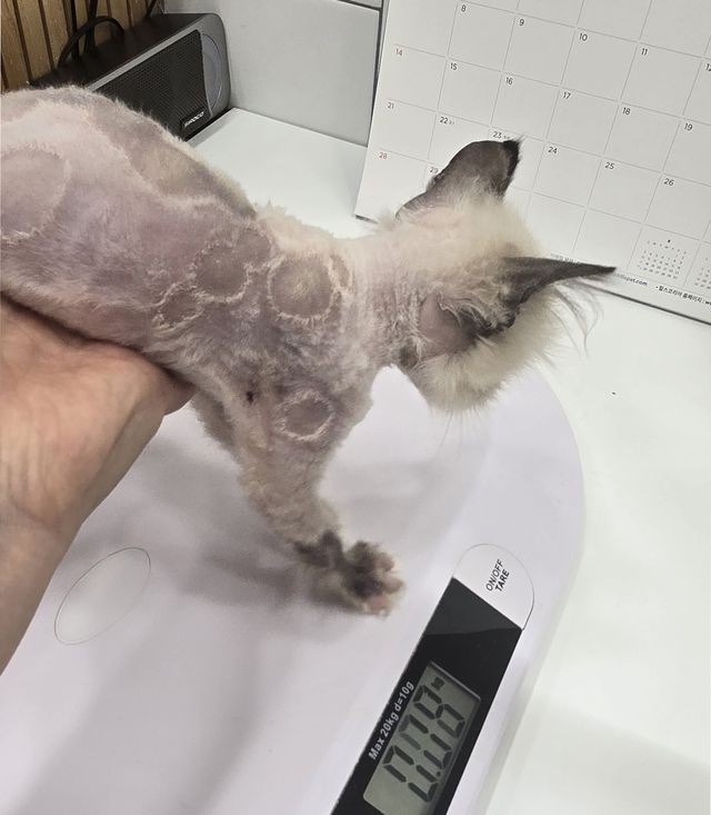 구조된 고양이