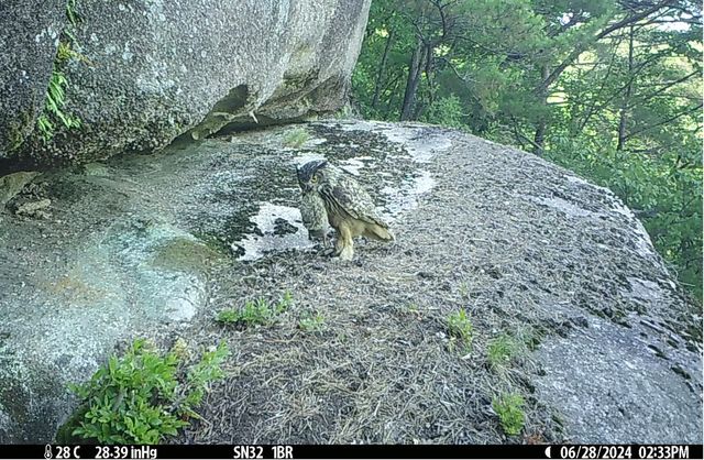 고슴도치를 사냥한 수리부엉이. [국립공원공단 제공. 재판매 및 DB 금지]