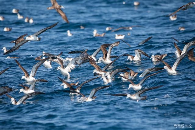 울산 앞바다에서 관찰된 슴새