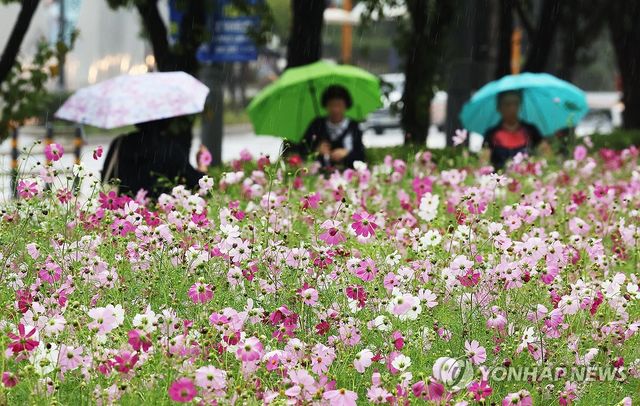 경기 수원시 영통구 경기도청 앞에서 우산을 쓴 시민들이 활짝 핀 코스모스 사이를 지나고 있다. [연합뉴스 자료사진]