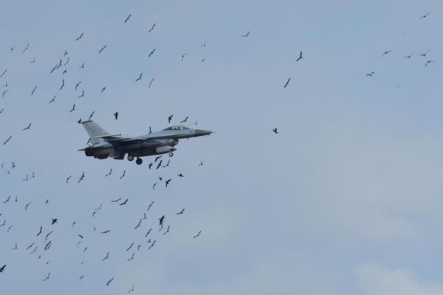 F16 전투기와 민물가마우지 충돌