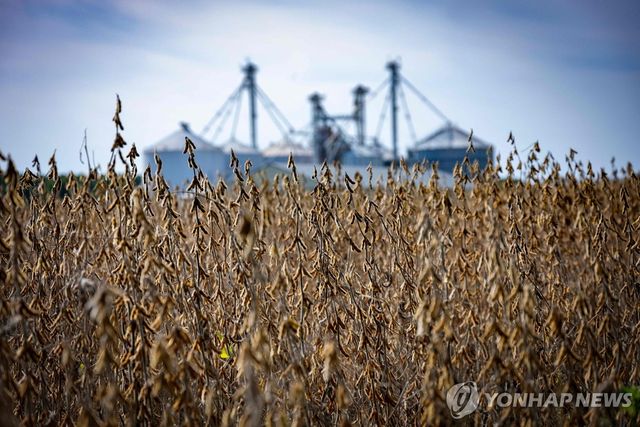 수확을 기다리는 미국 대두