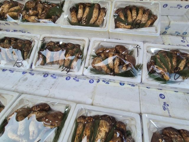 양양 시내에 진열된 송이…아직 양양 송이는 없다