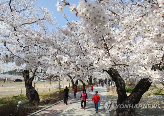 절정 맞은 울산 작천정 벚꽃