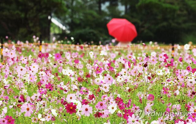 가을비와 코스모스