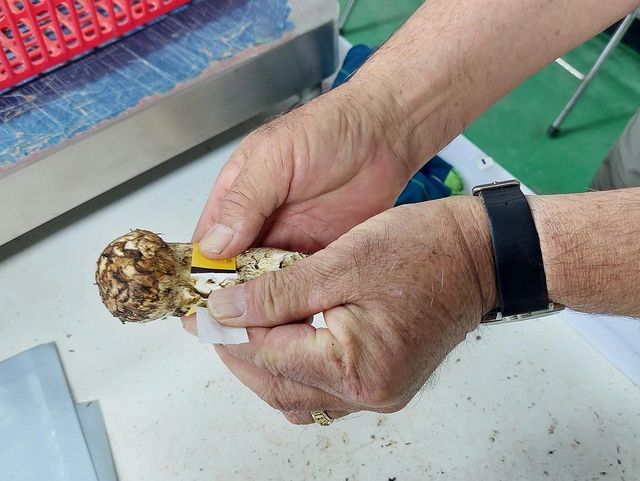 등급 분류 작업 중인 양양 송이