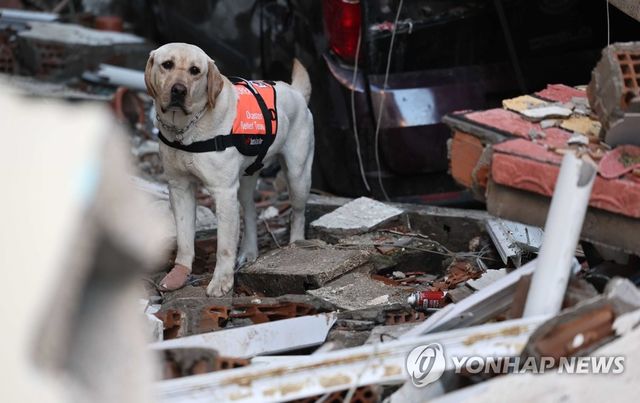 2023년 붕대 감고 수색하는 구조견 '토백이'