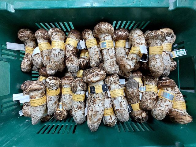 분류 작업 완료된 양양 송이