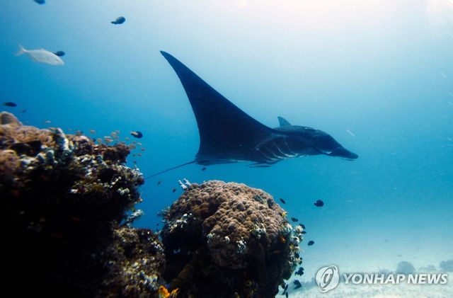 인도네시아 라자 암팟섬