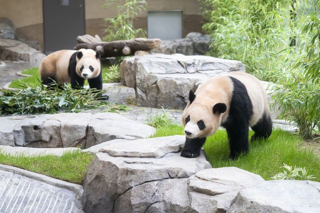 판다 세컨하우스에서 지내는 쌍둥이 판다 루이바오(오른쪽)와 후이바오