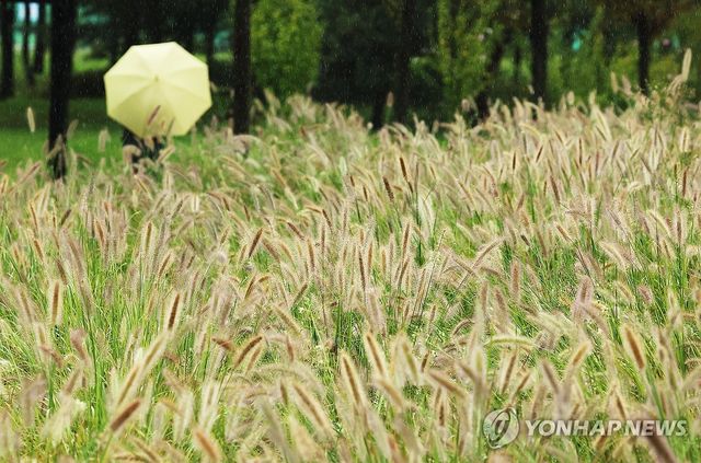 가을 재촉하는 비