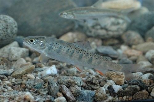 멸종위기종인 열목어