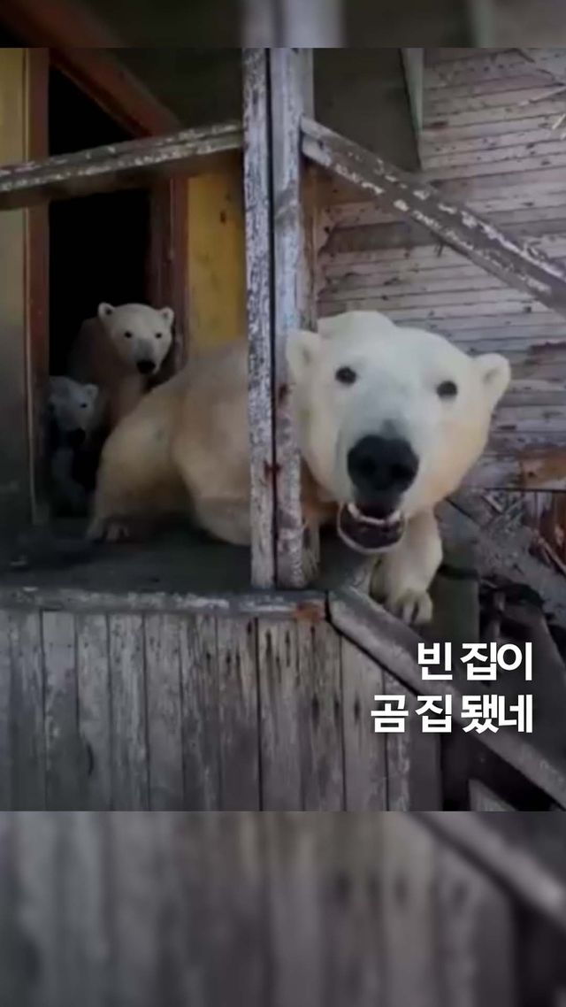 [쇼츠] 러시아 북극 버려진 연구소 점령한 북극곰 떼 - 2