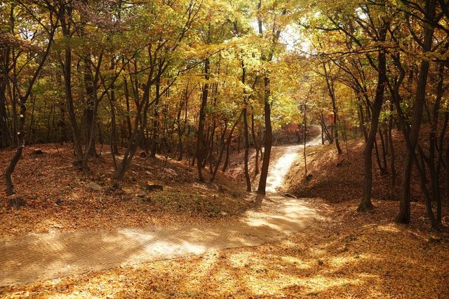 구리 동구릉 숲길
