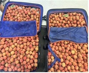 수입금지품 적발